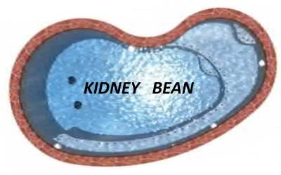 Swimming Pool Kidney Bean Shape San Antonio